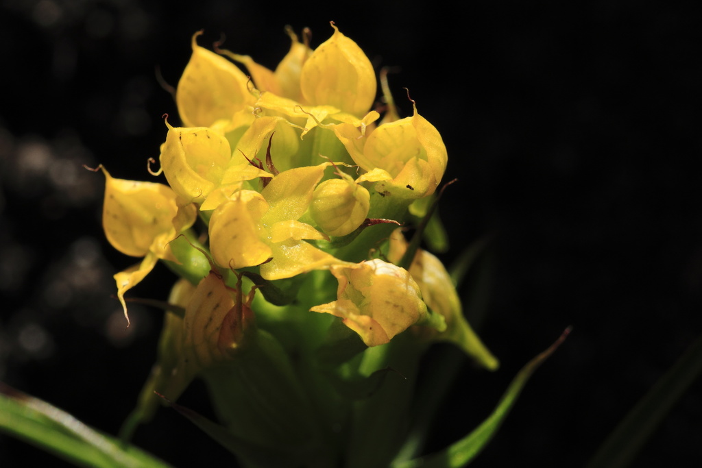 Yellow Wire Disa
