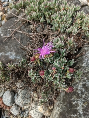 Lampranthus multiradiatus