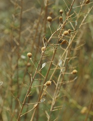 Camelina microcarpa