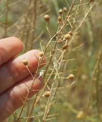 Camelina microcarpa
