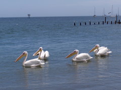 Pelecanus onocrotalus