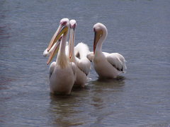 Pelecanus onocrotalus