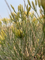 Ericameria nauseosa nana