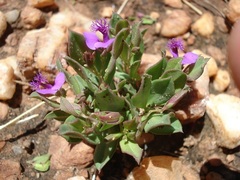 Polygala amatymbica