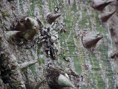 Ancylonotus tribulus tribulus