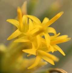 Ericameria nauseosa nana