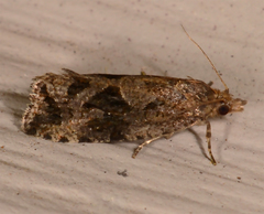 Endothenia nubilana