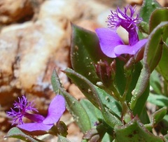 Polygala amatymbica