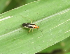 Ganocapsus filiformis