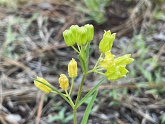 Asclepias pedicellata image