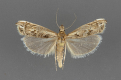 Prionapteryx achatina