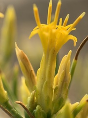 Ericameria nauseosa nana