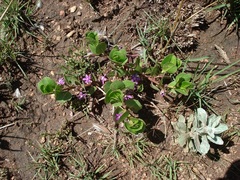 Raphionacme hirsuta