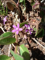 Raphionacme hirsuta