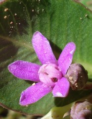 Raphionacme hirsuta