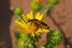 Chauliognathus basalis