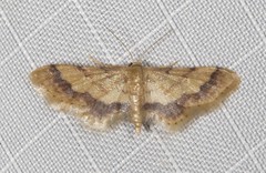 Idaea trypheropa