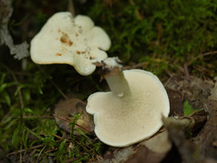 Hydnum albidum