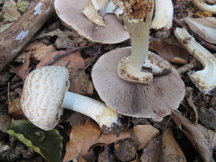 Agaricus phaeolepidotus