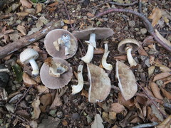 Agaricus phaeolepidotus