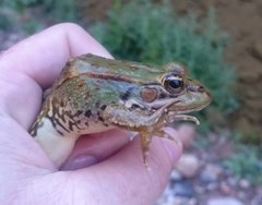 Pelophylax saharicus