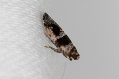 Catonia texana