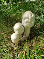 Agaricus xanthodermus