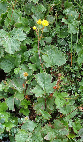 Geum peckii legacy iNaturalist observation