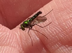Condylostylus longicornis