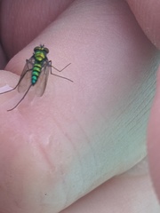 Condylostylus longicornis