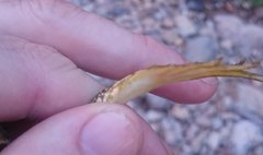 Pelophylax saharicus