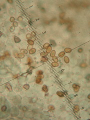 Agaricus phaeolepidotus