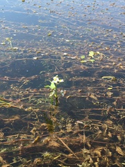 Sagittaria cuneata