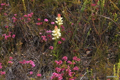Ceratandra grandiflora