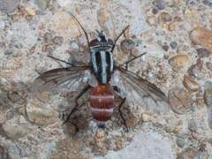 Vanderwulpia atrophopodoides