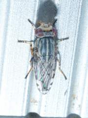 Paroedopa punctigera