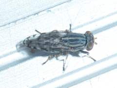 Paroedopa punctigera