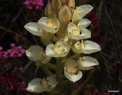 Ceratandra grandiflora