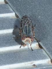 Paroedopa punctigera