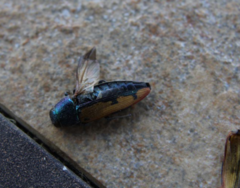 Buprestis viridisuturalis