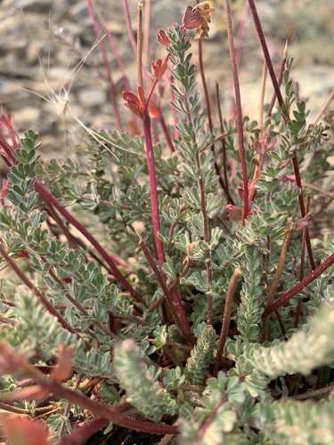 Ivesia gordonii var. gordonii