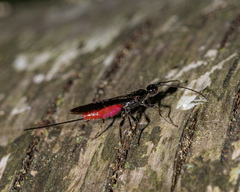 Atanycolus cappaerti