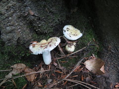 Russula raoultii