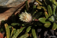 Oldenburgia paradoxa
