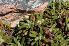 Oldenburgia paradoxa