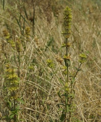 Stachys atherocalyx