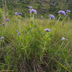Pentanisia prunelloides prunelloides