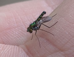 Condylostylus longicornis