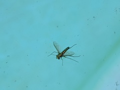 Condylostylus longicornis