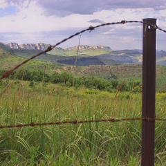 Pentanisia prunelloides prunelloides
